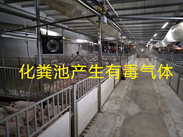 養(yǎng)豬場(chǎng)化糞池發(fā)生氣體中毒 養(yǎng)豬場(chǎng)化糞池發(fā)生氣體中毒